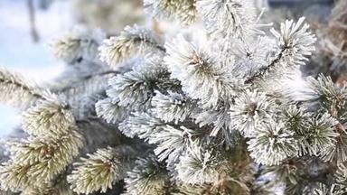 松枝在冬季公园的雪下。 特写视频.. 圣诞节的气氛。 冬季冰雪公园。 到处都是白色